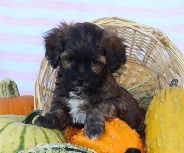 Medium Photo #20  Breeder Profile in THORP, WI, USA