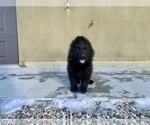 Small #183 Breeder Profile image