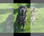 Small #17 Breeder Profile image