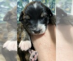 Small #18 Breeder Profile image