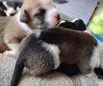 Small breeder photo