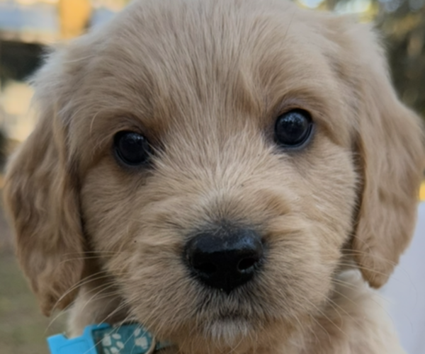 Medium Photo #9  Breeder Profile in SAINT AUGUSTINE, FL, USA