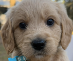 Small Photo #9  Breeder Profile in SAINT AUGUSTINE, FL, USA