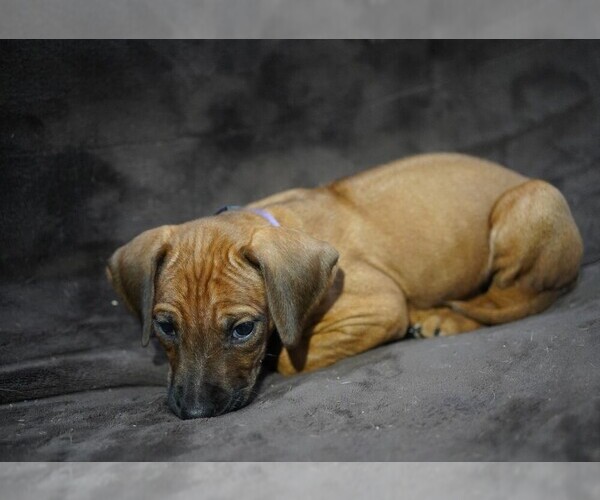 Medium Photo #6  Breeder Profile in ONEIDA, TN, USA