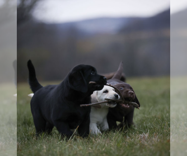 Medium Photo #13  Breeder Profile in COLUMBIA CROSS ROADS, PA, USA