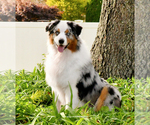Small Photo #1  Breeder Profile in HOPEWELL JUNCTION, NY, USA