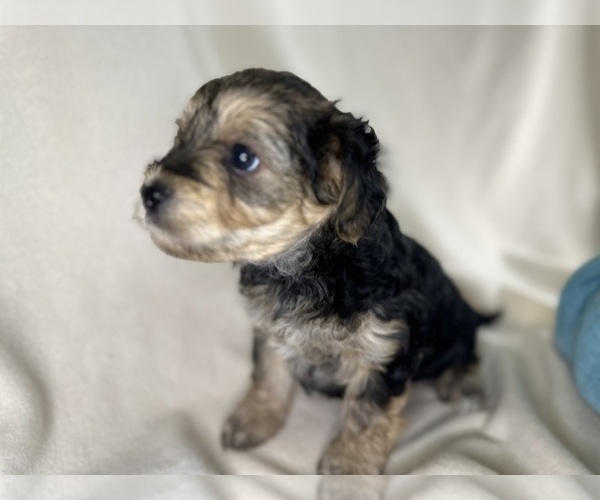 Medium Photo #6  Breeder Profile in ROCK HILL, SC, USA