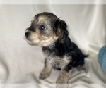 Small #5 Breeder Profile image
