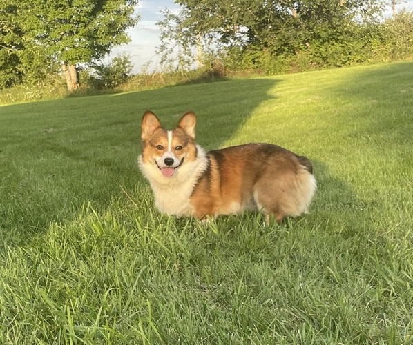 Medium Photo #8  Breeder Profile in PALMYRA, ME, USA