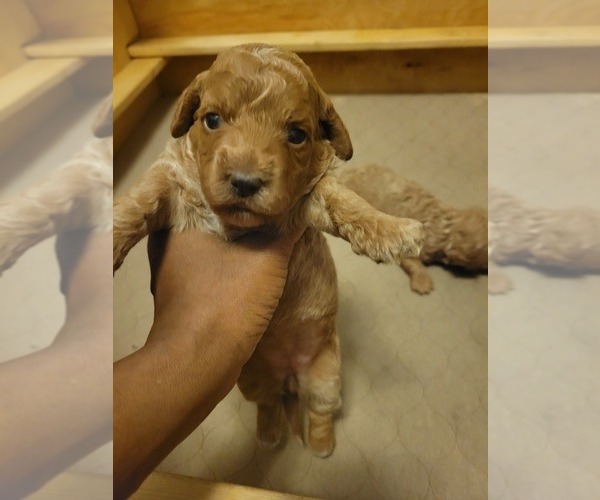 Medium Photo #1  Breeder Profile in CLEVELAND, OH, USA