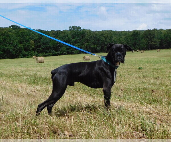 Medium Photo #5  Breeder Profile in CABOOL, MO, USA