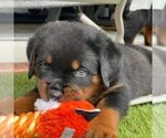 Small breeder photo