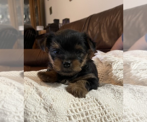 Medium Photo #14  Breeder Profile in WOODBRIDGE, VA, USA