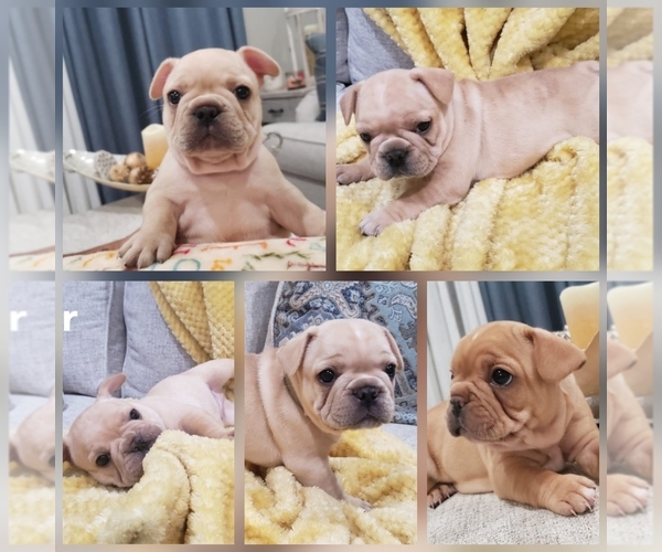 Medium Photo #1  Breeder Profile in PERTH AMBOY, NJ, USA
