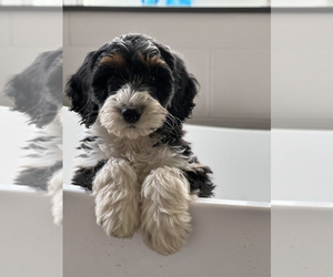 Bernedoodle Dog Breeder near GOLDEN, CO, USA