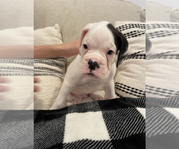 Medium Photo #5  Breeder Profile in MIAMI, FL, USA