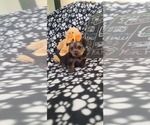 Small #249 Breeder Profile image