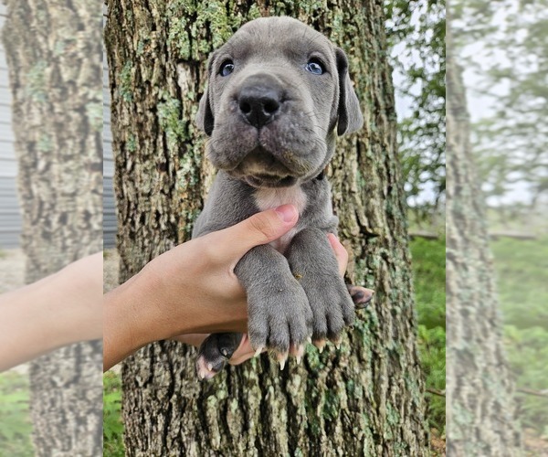 Medium Photo #22  Breeder Profile in WALNUT GROVE, MO, USA