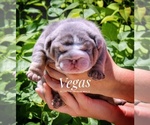 Small breeder photo