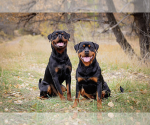 Rottweiler Dog Breeder near LOVELAND, CO, USA