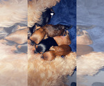 Small #11 Breeder Profile image
