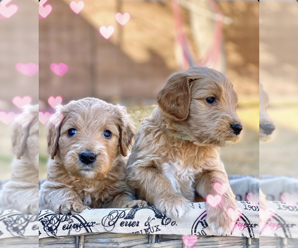 Medium Photo #1  Breeder Profile in GLENDALE, AZ, USA