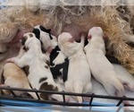 Small #55 Breeder Profile image
