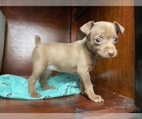 Medium Photo #17  Breeder Profile in WHITAKERS, NC, USA