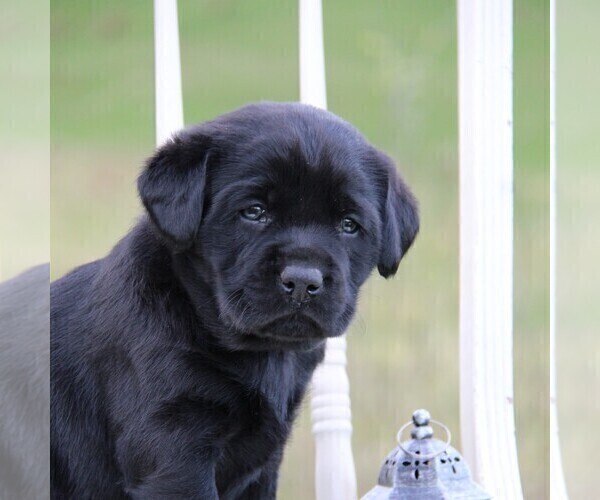 Medium Photo #4  Breeder Profile in HYDE PARK, VT, USA