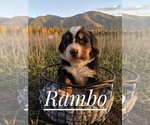 Small Photo #7  Breeder Profile in BONNERS FERRY, ID, USA