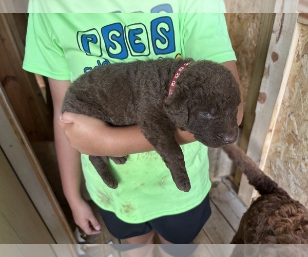 Medium Photo #5  Breeder Profile in COOKEVILLE, TN, USA