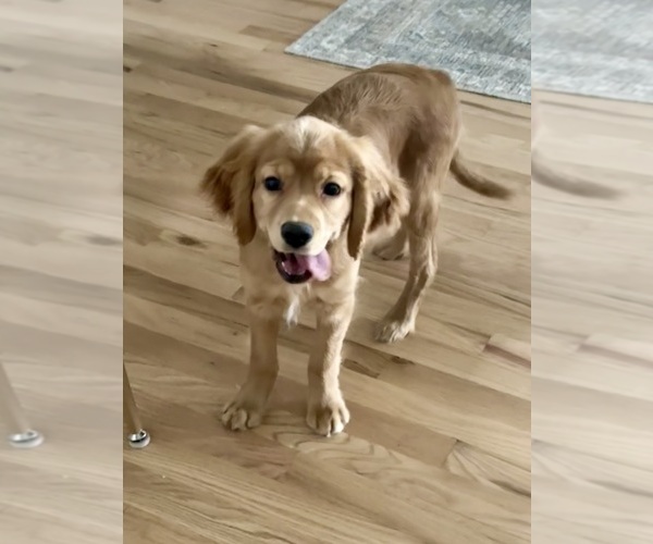 Medium Photo #10  Breeder Profile in FORT COLLINS, CO, USA
