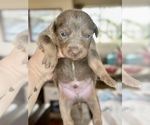 Small #51 Breeder Profile image