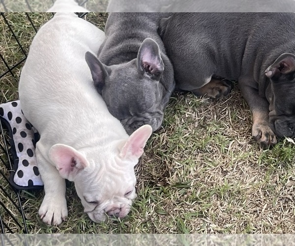 Medium Photo #9  Breeder Profile in PIERCE CITY, MO, USA
