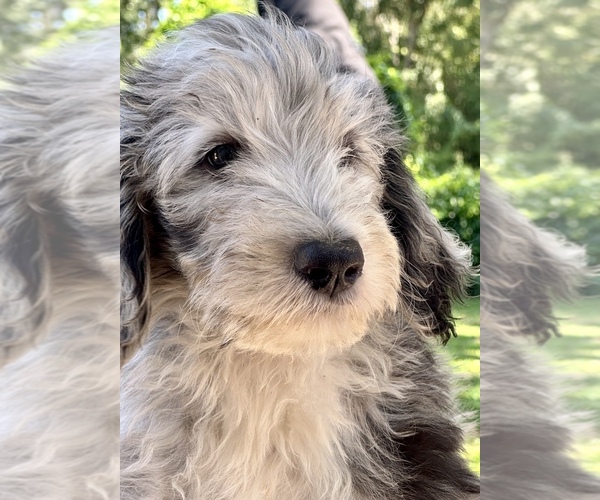 Medium Photo #4  Breeder Profile in LAKELAND, FL, USA
