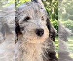Small #3 Breeder Profile image