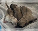 Small #44 Breeder Profile image