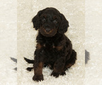Small #10 Breeder Profile image