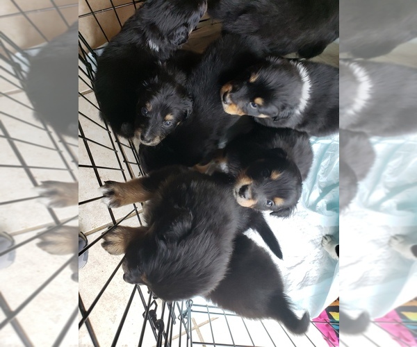 Medium Photo #1  Breeder Profile in WETUMPKA, AL, USA