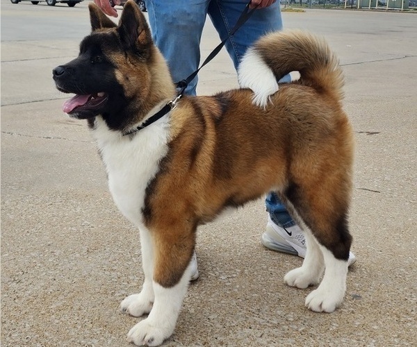 Medium Photo #5  Breeder Profile in STRAFFORD, MO, USA