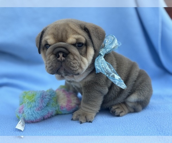 Medium Photo #1  Breeder Profile in DENVER, PA, USA