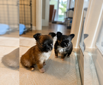 Small #11 Breeder Profile image