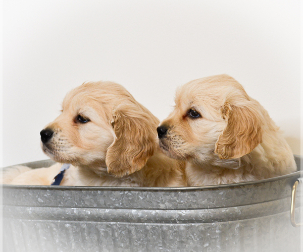 Medium Photo #1  Breeder Profile in ALPENA, MI, USA