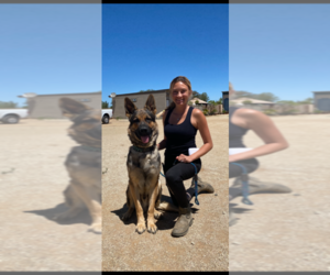 German Shepherd Dog Dog Breeder in MENIFEE,  USA
