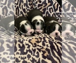 Small breeder photo
