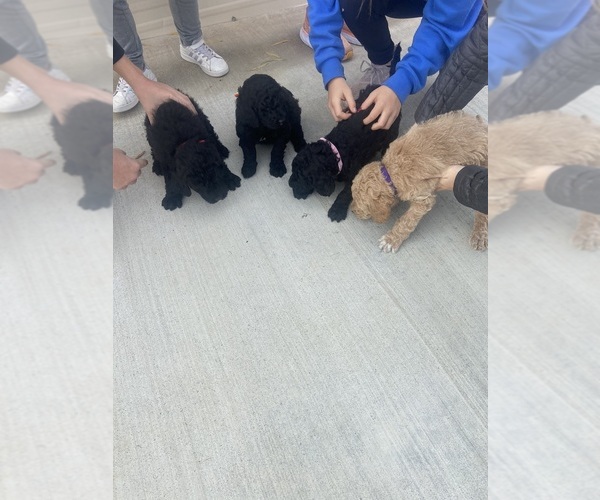 Medium Photo #2  Breeder Profile in CLAIREMORE, OK, USA