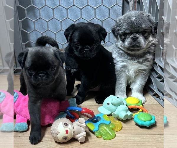 Medium Photo #25  Breeder Profile in PRINEVILLE, OR, USA