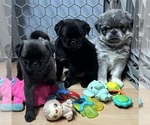 Small #24 Breeder Profile image
