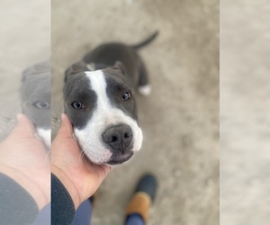 American Bully-Unknown Mix Dog Breeder near HIGHLAND, CA, USA