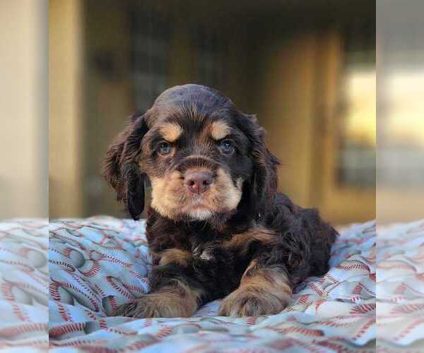 Medium Photo #1  Breeder Profile in BEGGS, OK, USA